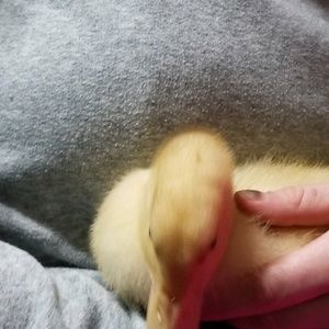 Meet your Posher, Sally